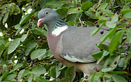 Wood-Pigeon (Columba palumbus)